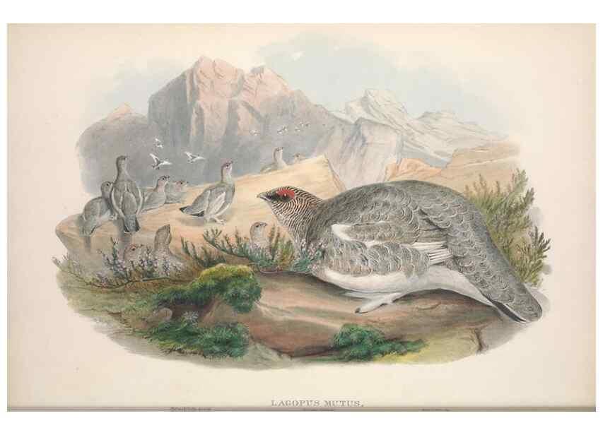 Reproducción/Reproduction 48915116807: The birds of Great Britain. London :Printed by Taylor and Francis, published by the author,1873.. 