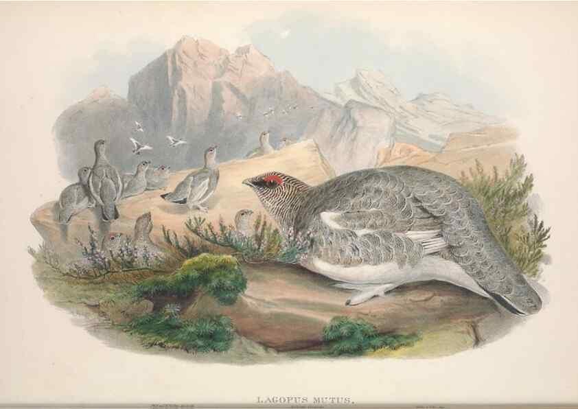 Reproducción/Reproduction 48915116807: The birds of Great Britain. London :Printed by Taylor and Francis, published by the author,1873.. 