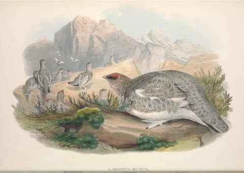 Reproducción/Reproduction 48915116807: The birds of Great Britain. London :Printed by Taylor and Francis, published by the author,1873.. 