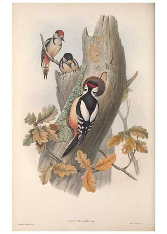 Reproducción/Reproduction 48914840656: The birds of Great Britain. London :Printed by Taylor and Francis, published by the author,1873.. 
