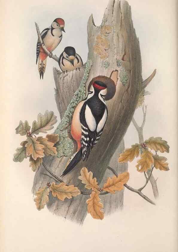 Reproducción/Reproduction 48914840656: The birds of Great Britain. London :Printed by Taylor and Francis, published by the author,1873.. 