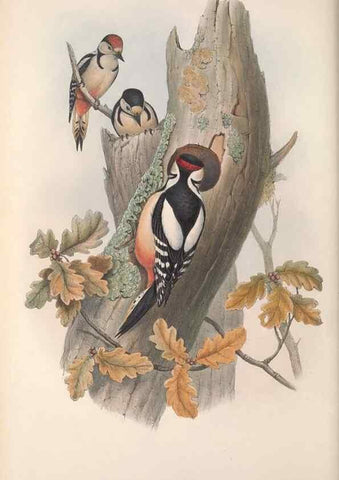Reproducción/Reproduction 48914840656: The birds of Great Britain. London :Printed by Taylor and Francis, published by the author,1873.. 