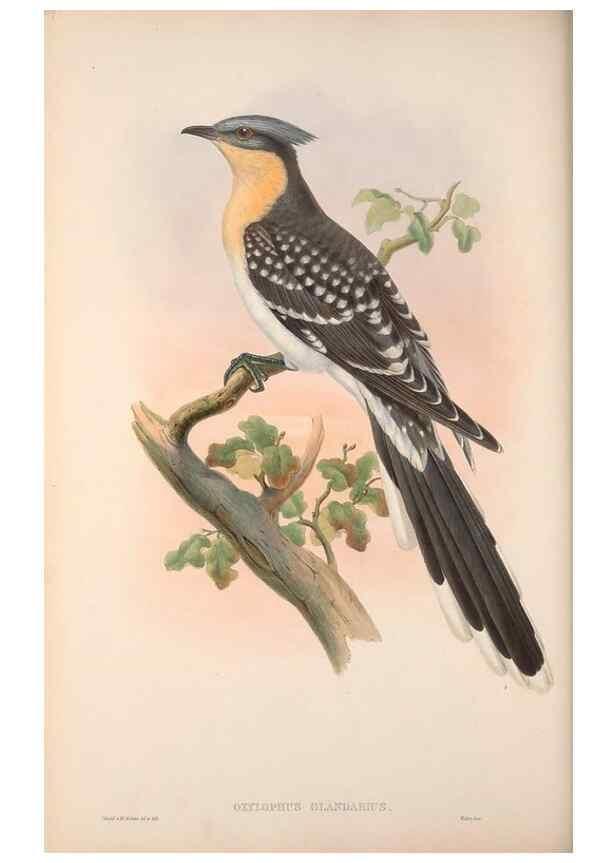 Reproducción/Reproduction 48914310708: The birds of Great Britain. London :Printed by Taylor and Francis, published by the author,1873.. 
