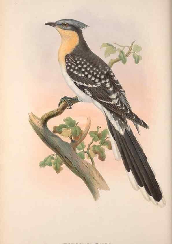 Reproducción/Reproduction 48914310708: The birds of Great Britain. London :Printed by Taylor and Francis, published by the author,1873.. 