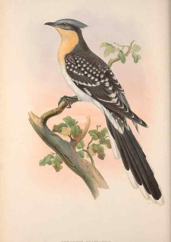Reproducción/Reproduction 48914310708: The birds of Great Britain. London :Printed by Taylor and Francis, published by the author,1873.. 