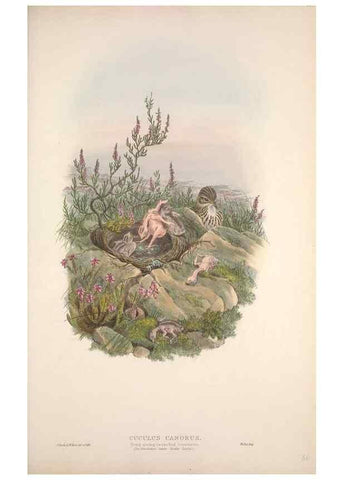Reproducción/Reproduction 48915044207: The birds of Great Britain. London :Printed by Taylor and Francis, published by the author,1873.. 