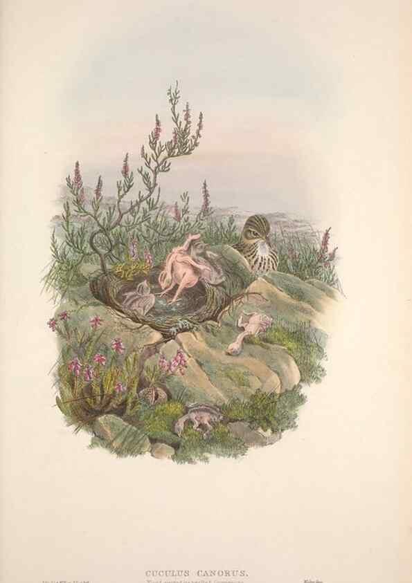 Reproducción/Reproduction 48915044207: The birds of Great Britain. London :Printed by Taylor and Francis, published by the author,1873.. 