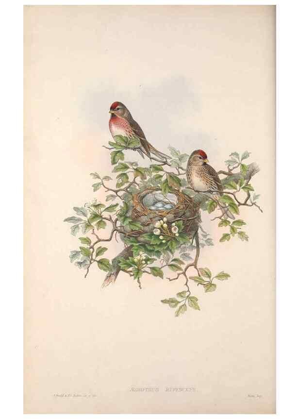 Reproducción/Reproduction 48914305613: The birds of Great Britain. London :Printed by Taylor and Francis, published by the author,1873.. 