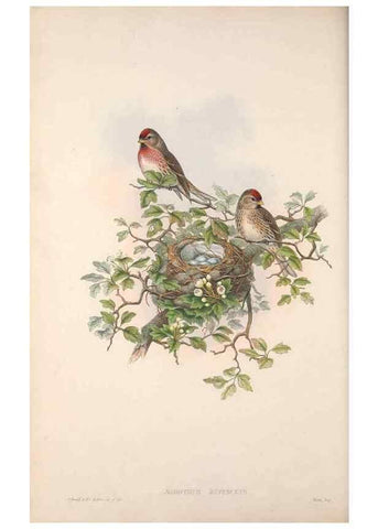 Reproducción/Reproduction 48914305613: The birds of Great Britain. London :Printed by Taylor and Francis, published by the author,1873.. 
