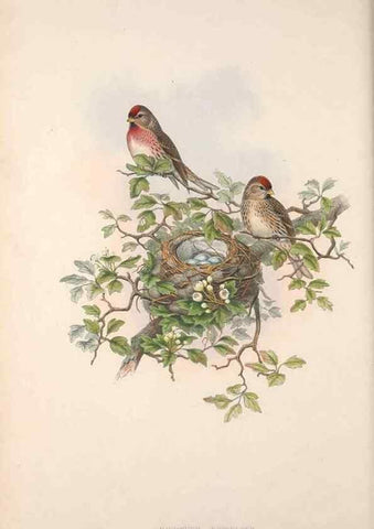 Reproducción/Reproduction 48914305613: The birds of Great Britain. London :Printed by Taylor and Francis, published by the author,1873.. 
