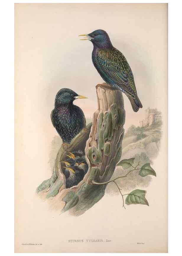 Reproducción/Reproduction 48914835531: The birds of Great Britain. London :Printed by Taylor and Francis, published by the author,1873.. 