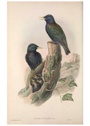 Reproducción/Reproduction 48914835531: The birds of Great Britain. London :Printed by Taylor and Francis, published by the author,1873.. 
