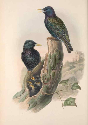 Reproducción/Reproduction 48914835531: The birds of Great Britain. London :Printed by Taylor and Francis, published by the author,1873.. 