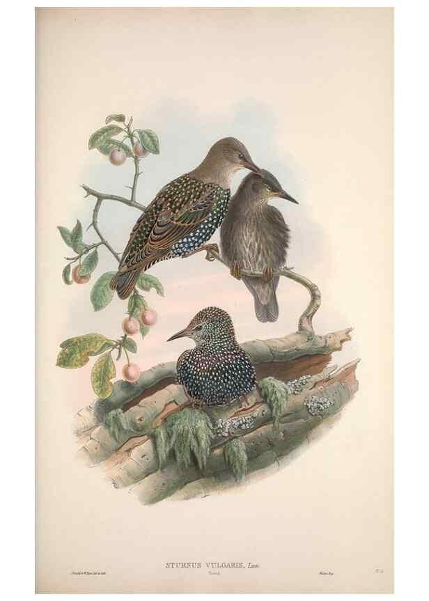 Reproducción/Reproduction 48914306368: The birds of Great Britain. London :Printed by Taylor and Francis, published by the author,1873.. 