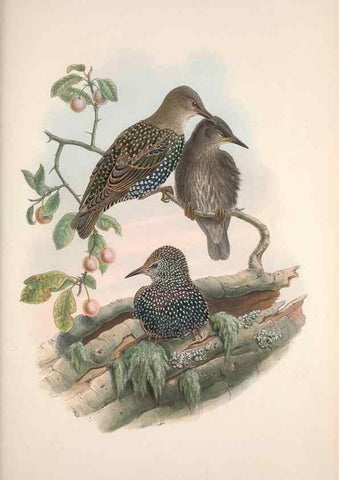 Reproducción/Reproduction 48914306368: The birds of Great Britain. London :Printed by Taylor and Francis, published by the author,1873.. 