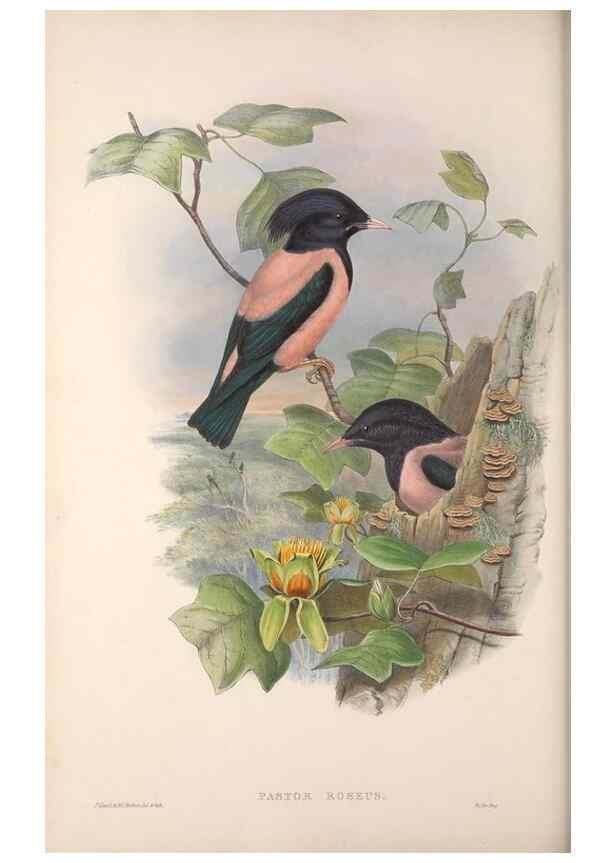 Reproducción/Reproduction 48914836206: The birds of Great Britain. London :Printed by Taylor and Francis, published by the author,1873.. 