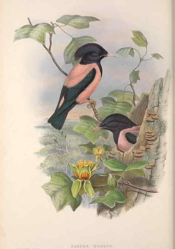 Reproducción/Reproduction 48914836206: The birds of Great Britain. London :Printed by Taylor and Francis, published by the author,1873.. 
