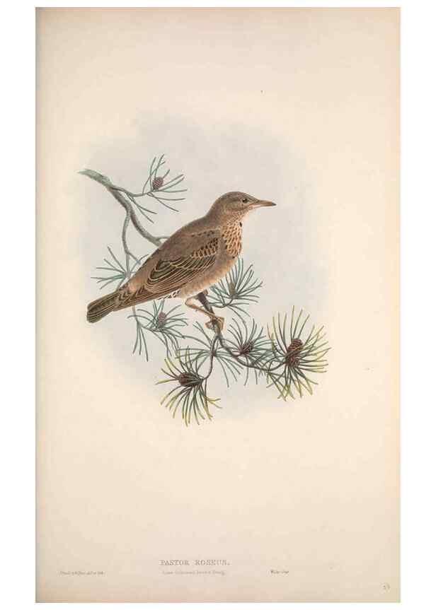 Reproducción/Reproduction 48915040747: The birds of Great Britain. London :Printed by Taylor and Francis, published by the author,1873.. 