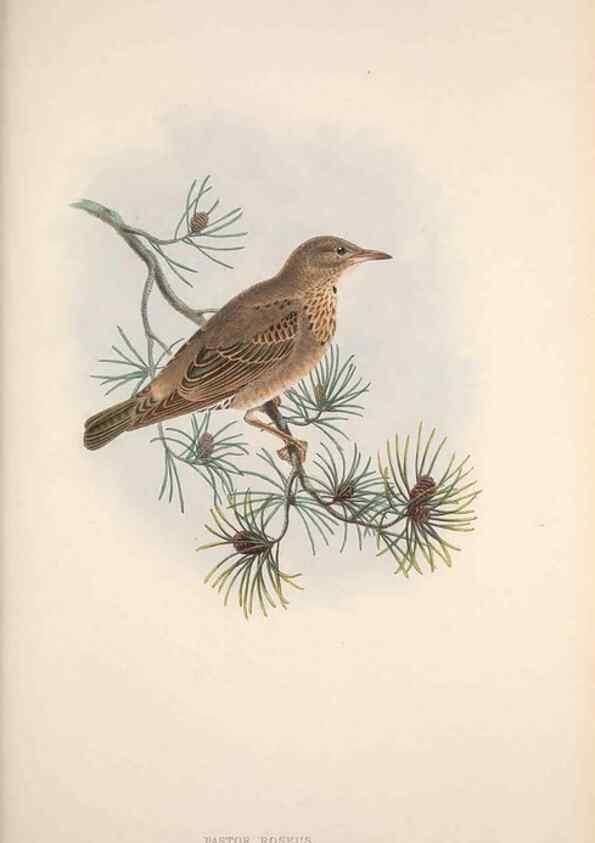 Reproducción/Reproduction 48915040747: The birds of Great Britain. London :Printed by Taylor and Francis, published by the author,1873.. 
