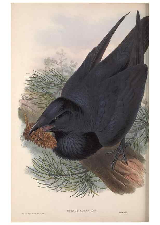 Reproducción/Reproduction 48915041047: The birds of Great Britain. London :Printed by Taylor and Francis, published by the author,1873.. 