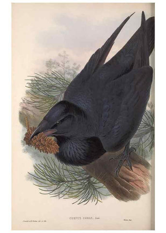 Reproducción/Reproduction 48915041047: The birds of Great Britain. London :Printed by Taylor and Francis, published by the author,1873.. 