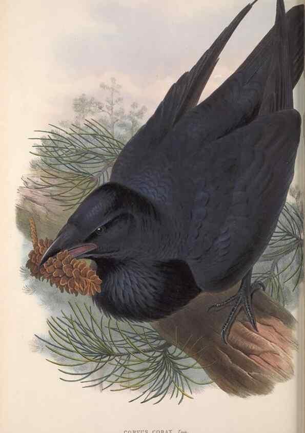 Reproducción/Reproduction 48915041047: The birds of Great Britain. London :Printed by Taylor and Francis, published by the author,1873.. 