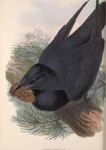 Reproducción/Reproduction 48915041047: The birds of Great Britain. London :Printed by Taylor and Francis, published by the author,1873.. 