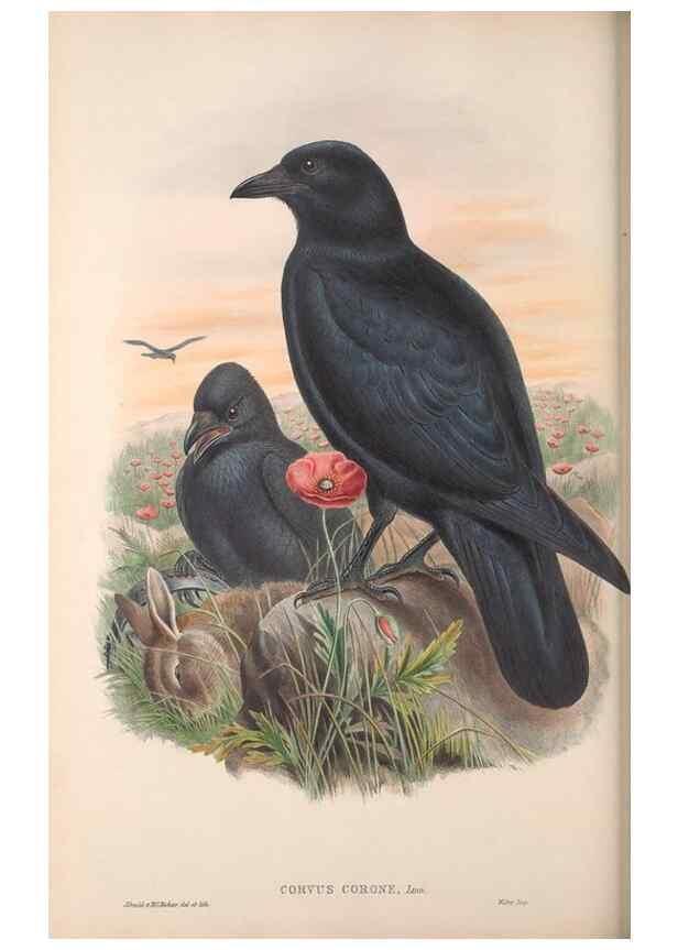 Reproducción/Reproduction 48915041392: The birds of Great Britain. London :Printed by Taylor and Francis, published by the author,1873.. 