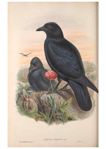 Reproducción/Reproduction 48915041392: The birds of Great Britain. London :Printed by Taylor and Francis, published by the author,1873.. 