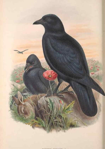 Reproducción/Reproduction 48915041392: The birds of Great Britain. London :Printed by Taylor and Francis, published by the author,1873.. 