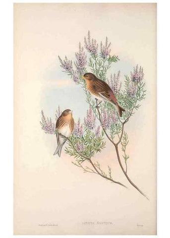 Reproducción/Reproduction 48914304848: The birds of Great Britain. London :Printed by Taylor and Francis, published by the author,1873.. 