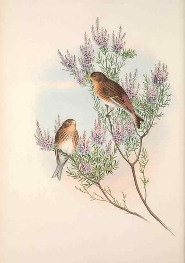 Reproducción/Reproduction 48914304848: The birds of Great Britain. London :Printed by Taylor and Francis, published by the author,1873.. 