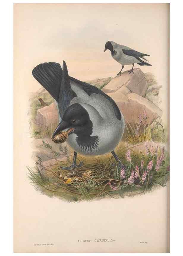 Reproducción/Reproduction 48914307923: The birds of Great Britain. London :Printed by Taylor and Francis, published by the author,1873.. 