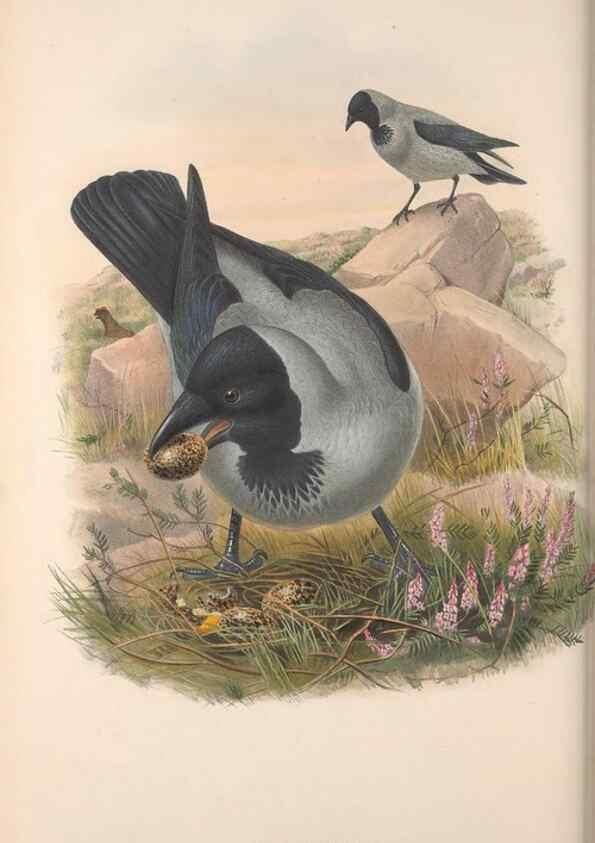 Reproducción/Reproduction 48914307923: The birds of Great Britain. London :Printed by Taylor and Francis, published by the author,1873.. 