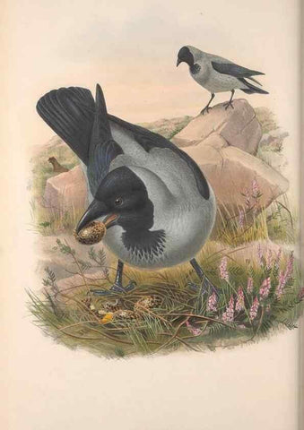 Reproducción/Reproduction 48914307923: The birds of Great Britain. London :Printed by Taylor and Francis, published by the author,1873.. 
