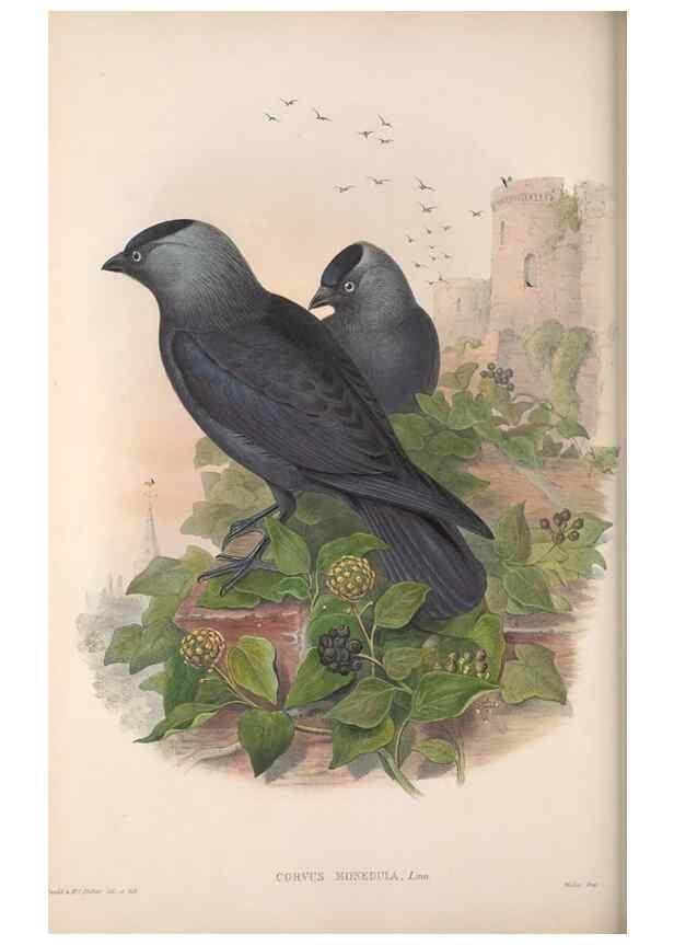 Reproducción/Reproduction 48915042367: The birds of Great Britain. London :Printed by Taylor and Francis, published by the author,1873.. 