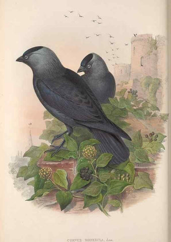 Reproducción/Reproduction 48915042367: The birds of Great Britain. London :Printed by Taylor and Francis, published by the author,1873.. 