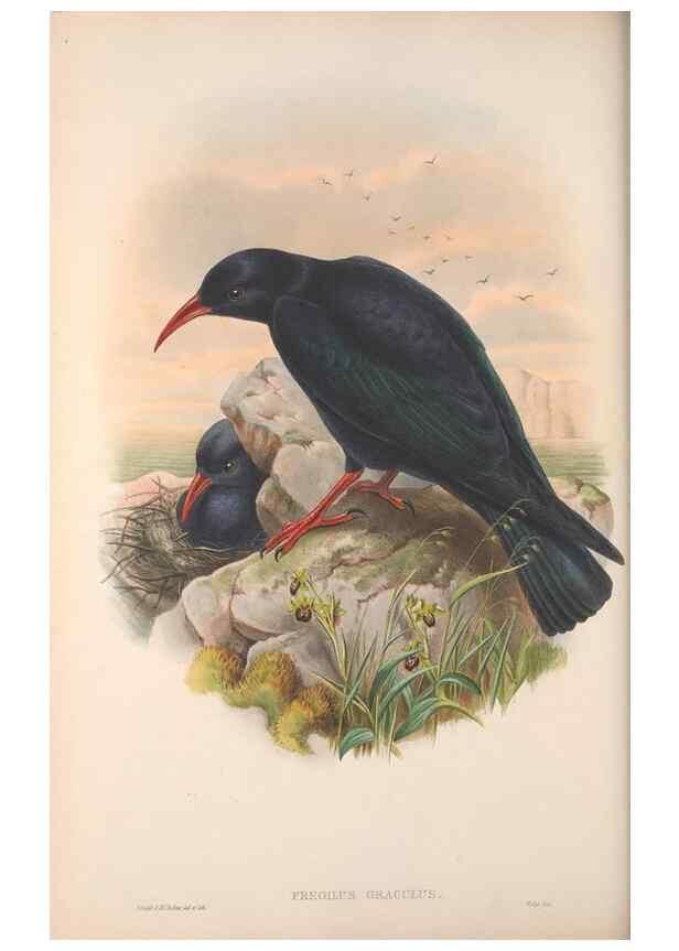 Reproducción/Reproduction 48914838391: The birds of Great Britain. London :Printed by Taylor and Francis, published by the author,1873.. 