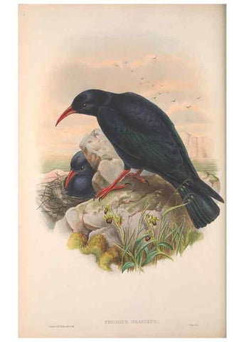 Reproducción/Reproduction 48914838391: The birds of Great Britain. London :Printed by Taylor and Francis, published by the author,1873.. 