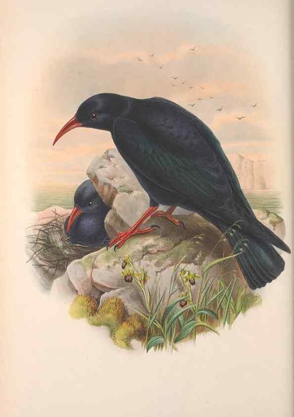 Reproducción/Reproduction 48914838391: The birds of Great Britain. London :Printed by Taylor and Francis, published by the author,1873.. 