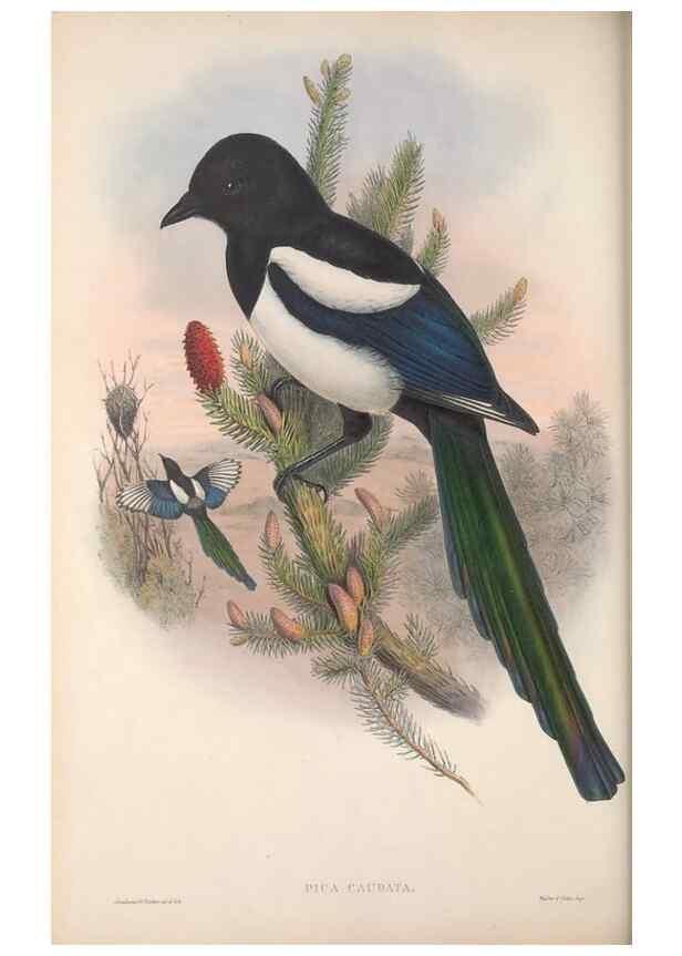 Reproducción/Reproduction 48914838656: The birds of Great Britain. London :Printed by Taylor and Francis, published by the author,1873.. 