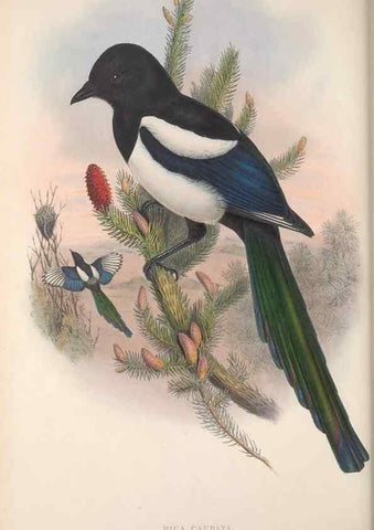 Reproducción/Reproduction 48914838656: The birds of Great Britain. London :Printed by Taylor and Francis, published by the author,1873.. 