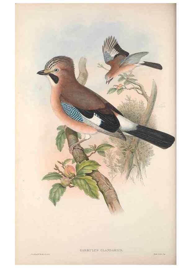 Reproducción/Reproduction 48914838951: The birds of Great Britain. London :Printed by Taylor and Francis, published by the author,1873.. 