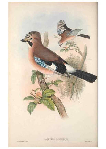 Reproducción/Reproduction 48914838951: The birds of Great Britain. London :Printed by Taylor and Francis, published by the author,1873.. 