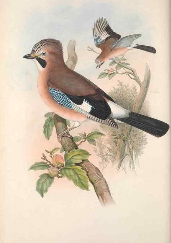 Reproducción/Reproduction 48914838951: The birds of Great Britain. London :Printed by Taylor and Francis, published by the author,1873.. 