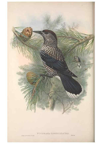 Reproducción/Reproduction 48914309548: The birds of Great Britain. London :Printed by Taylor and Francis, published by the author,1873.. 