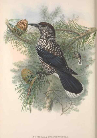 Reproducción/Reproduction 48914309548: The birds of Great Britain. London :Printed by Taylor and Francis, published by the author,1873.. 