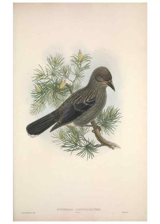 Reproducción/Reproduction 48914839431: The birds of Great Britain. London :Printed by Taylor and Francis, published by the author,1873.. 