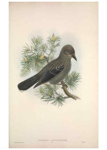 Reproducción/Reproduction 48914839431: The birds of Great Britain. London :Printed by Taylor and Francis, published by the author,1873.. 