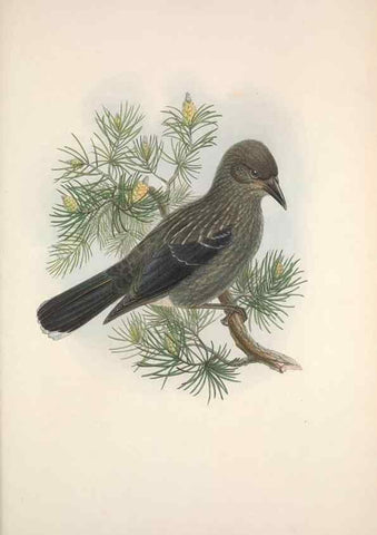 Reproducción/Reproduction 48914839431: The birds of Great Britain. London :Printed by Taylor and Francis, published by the author,1873.. 